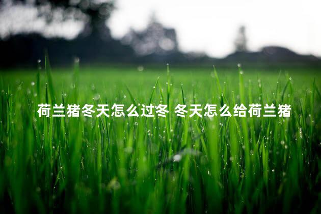 荷兰猪冬天怎么过冬 冬天怎么给荷兰猪保暖